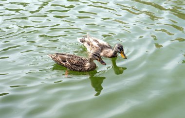 Bir su birikintisi arka plan ördekleri yüzmek