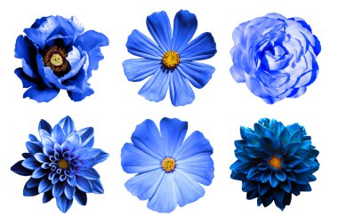 Karışımı doğal ve gerçeküstü mavi çiçekler 6 1 kolaj: dahlias, primulas, gül ve beyaz izole Şakayık