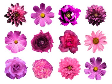 Mix kolaj doğal ve gerçeküstü pembe çiçekler 12 1: dahlias, primulas, çok yıllık aster, papatya çiçek, gül, beyaz izole Şakayık