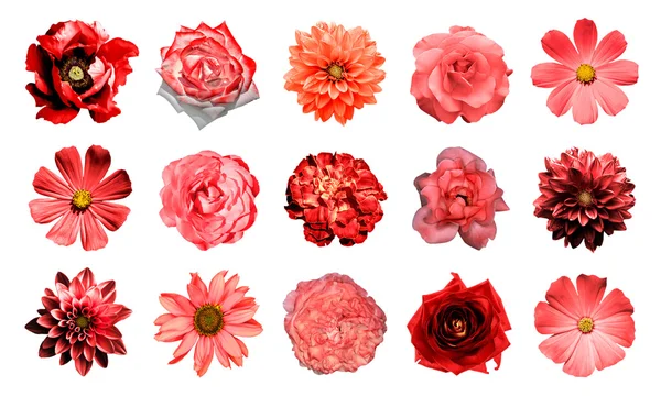 Mezclar collage de flores rojas naturales y surrealistas 15 en 1: dalias, primulas, aster perenne, flor de margarita, rosas, peonía aislada en blanco — Foto de Stock