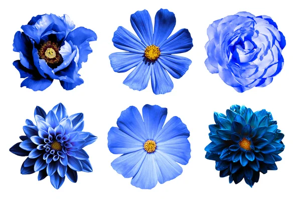 Wymieszać kolaż naturalne i nierealne kwiaty niebieski 6 w 1: dalie, pierwiosnki, róża i piwonia na białym tle — Zdjęcie stockowe