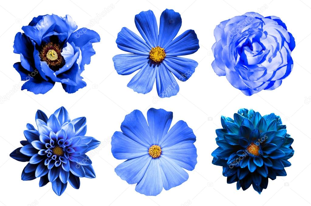 Mix collage of natural and surreal blue flowers 6 in 1: dahlias, primulas, rose and peony isolated on white