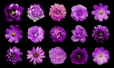 Mix kolaj içinde doğal ve gerçeküstü mor çiçekler 15 1: dahlias, primulas, çok yıllık aster, papatya çiçek, gül, siyahta izole Şakayık