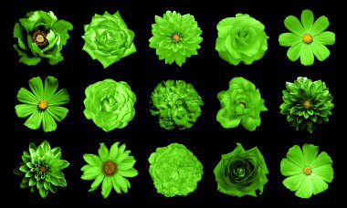Mix 1 doğal ve gerçeküstü yeşil çiçekler 15 kolaj: dahlias, primulas, çok yıllık aster, papatya çiçek, gül, siyahta izole Şakayık