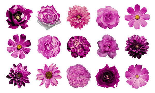 Смешать коллаж натуральных и сюрреалистичных розовых цветов 15 в 1: георгины, примулы, многолетние астеры, ромашки, розы, пионы изолированные на белом
