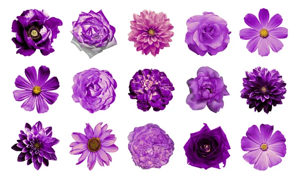 Colagem de mistura de flores violetas naturais e surreais 15 em 1: dálias, primulas, aster perene, flor de margarida, rosa, peônia isolada em branco — Fotografia de Stock