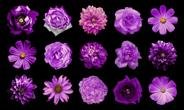 Mezclar collage de flores violetas naturales y surrealistas 15 en 1: dalias, primulas, aster perenne, flor de margarita, rosas, peonía aislada en negro — Foto de Stock