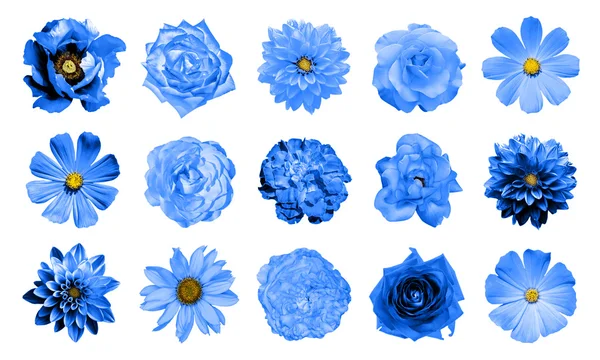 Αναμίξτε κολάζ από φυσικό και σουρεαλιστικό μπλε λουλούδια 15 σε 1: ντάλιες primulas αιώνιων aster, μαργαρίτα λουλούδι, τριαντάφυλλα, παιωνία απομονωθεί σε λευκό — Φωτογραφία Αρχείου
