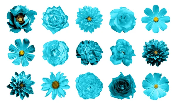Mix kolaj içinde doğal ve gerçeküstü mavi çiçekler 15 1: dahlias, primulas, çok yıllık aster, papatya çiçek, gül, beyaz izole Şakayık — Stok fotoğraf