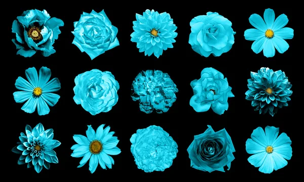 Mix kolaj içinde doğal ve gerçeküstü mavi çiçekler 15 1: dahlias, primulas, çok yıllık aster, papatya çiçek, gül, siyahta izole Şakayık — Stok fotoğraf