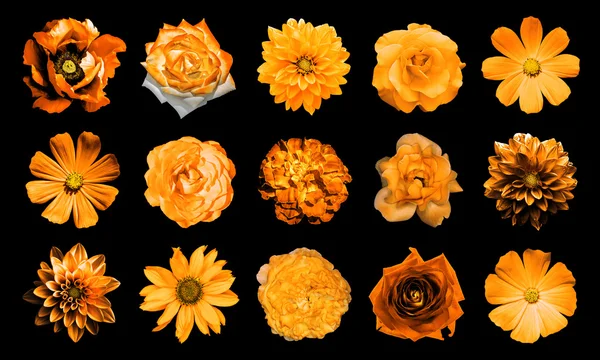 Mezclar collage de flores naranjas naturales y surrealistas 15 en 1: dalias, primulas, aster perenne, flor de margarita, rosas, peonía aislada en negro — Foto de Stock