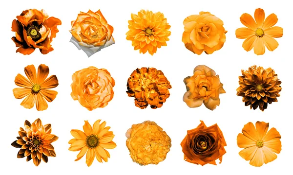 Mezclar collage de flores naranjas naturales y surrealistas 15 en 1: dalias, primulas, aster perenne, flor de margarita, rosas, peonía aislada en blanco — Foto de Stock