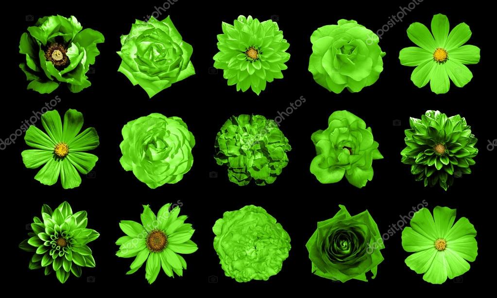 Resultado de imagem para flores verdes