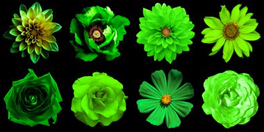 Mix collage of natural and surreal violet flowers 8 in 1: peony, dahlias, roses, decorative sunflower Helinthus and primulas isolated on black