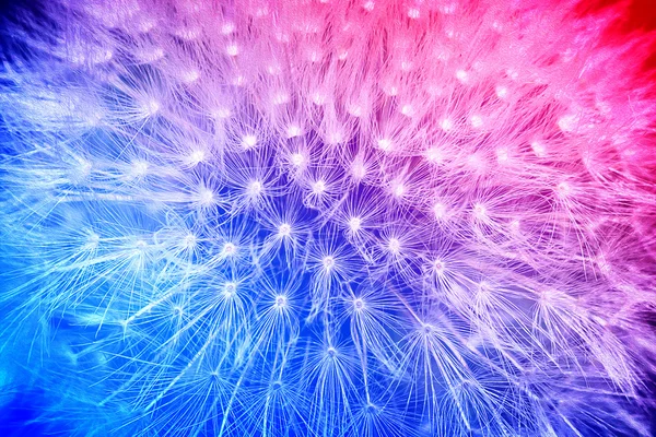 Tender cyan and pink gradient with dandelion flower macro high contrasted with vignetting effect background — Zdjęcie stockowe