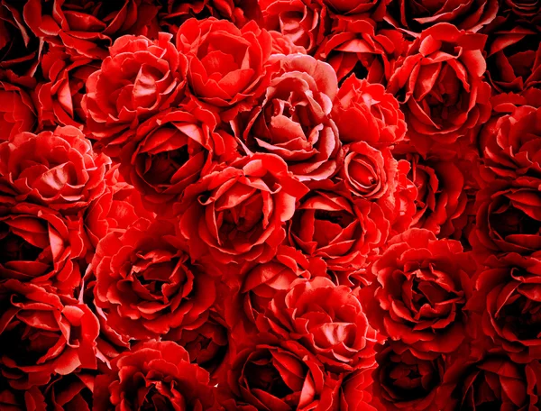 Bush of red rose flowers background high contrasted with vignetting effect — Stock Photo, Image