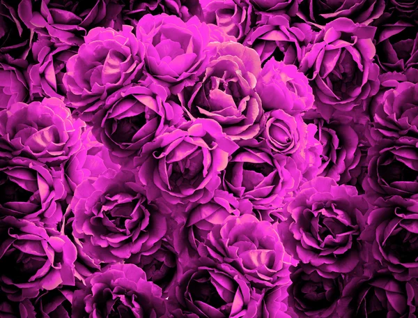 Bush of violet rose flowers background high contrasted with vignetting effect — Stock Photo, Image