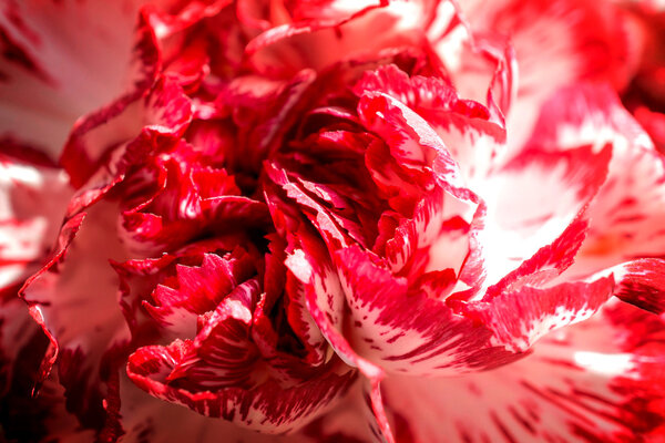 Exotic white and red carnation macro high contrasted with vignetting effect background