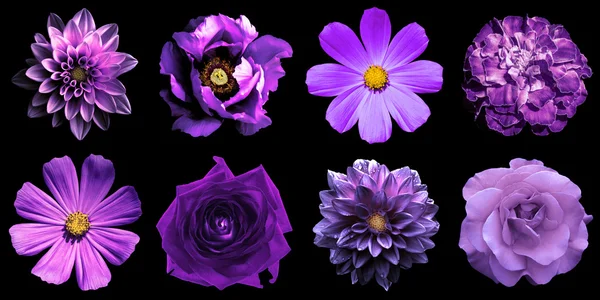 Mix collage of natural and surreal violet flowers 8 in 1: peony, dahlias, roses, perennial aster and primulas isolated on black — Stockfoto