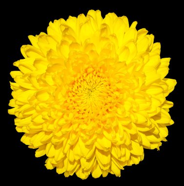 Yellow chrysanthemum (golden-daisy) flower macro photography isolated on black