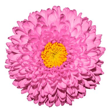 Pink chrysanthemum (golden-daisy) flower with yellow heart macro photography isolated on white