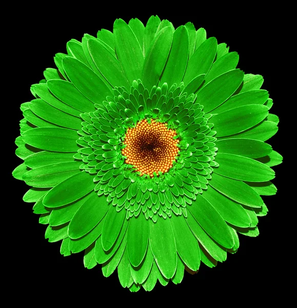 Grüne Gerbera Blume Makrofotografie isoliert auf Schwarz — Stockfoto