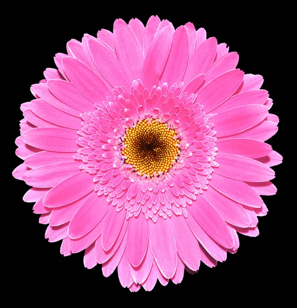 Pink gerbera flower macro photography isolated on black — Stok fotoğraf