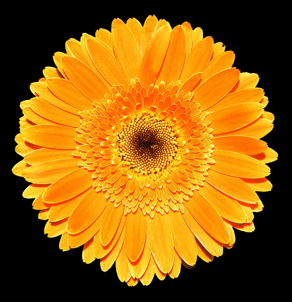 Orange gerbera flower macro photography isolated on black — Stok fotoğraf