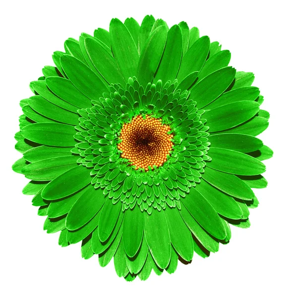 Grüne Gerbera Blume Makrofotografie isoliert auf Weiß — Stockfoto