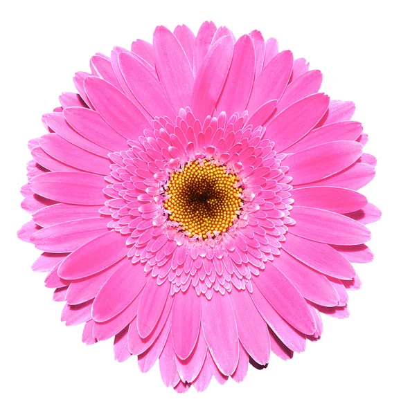 Rosa gerbera flor macrofotografia isolada em branco — Fotografia de Stock