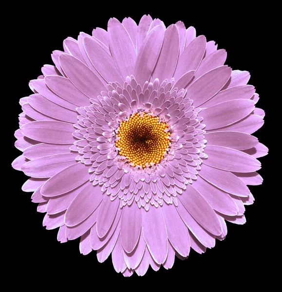 Violet gerbera flower macro photography isolated on black — Φωτογραφία Αρχείου