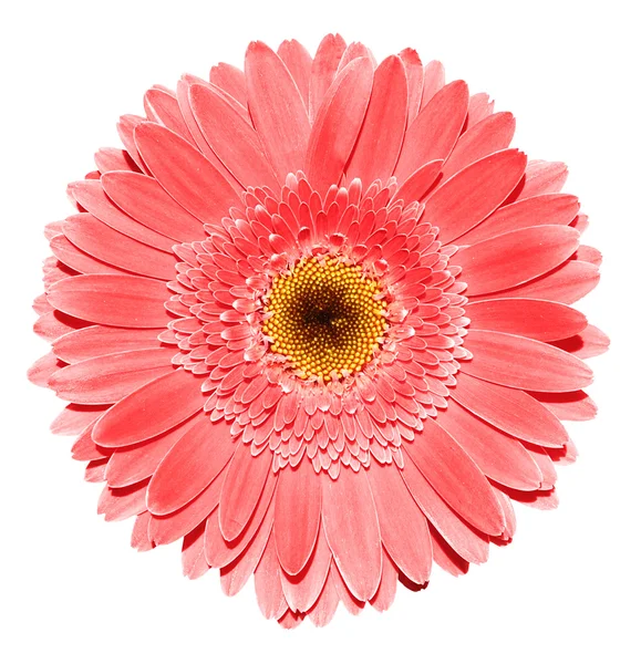 Rote Gerbera Blume Makrofotografie isoliert auf Weiß — Stockfoto