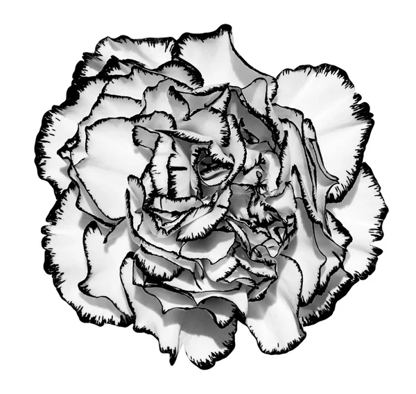 Flor de clavo con bordes en blanco y negro macro fotografía aislada en blanco —  Fotos de Stock