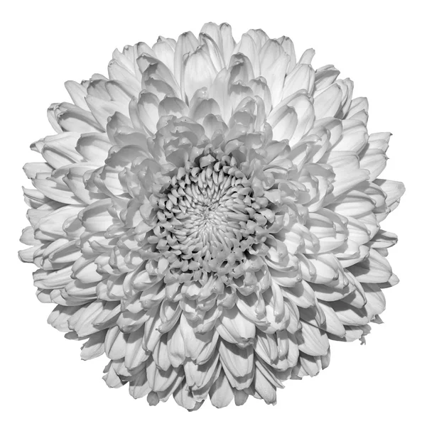 Chrysanthemum (golden-daisy) flower black and white macro photography isolated on white — Stock fotografie