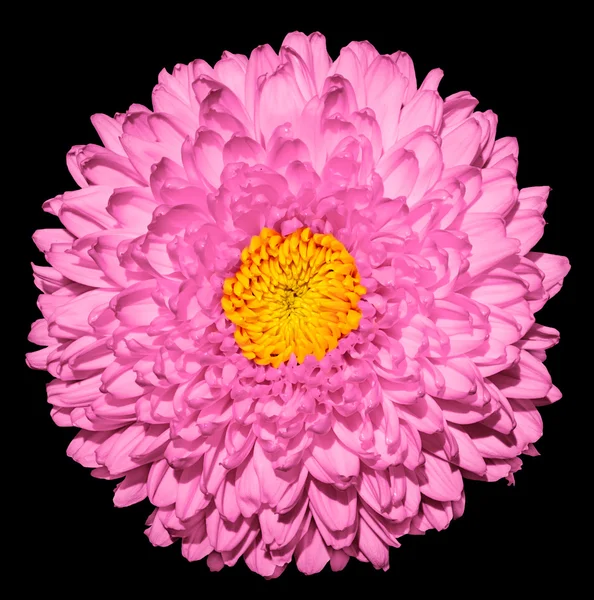 Pink chrysanthemum (golden-daisy) flower with yellow heart macro photography isolated on black — Zdjęcie stockowe