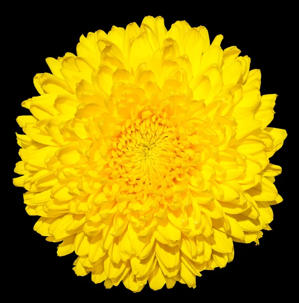 Yellow chrysanthemum (golden-daisy) flower macro photography isolated on black — Stock Fotó