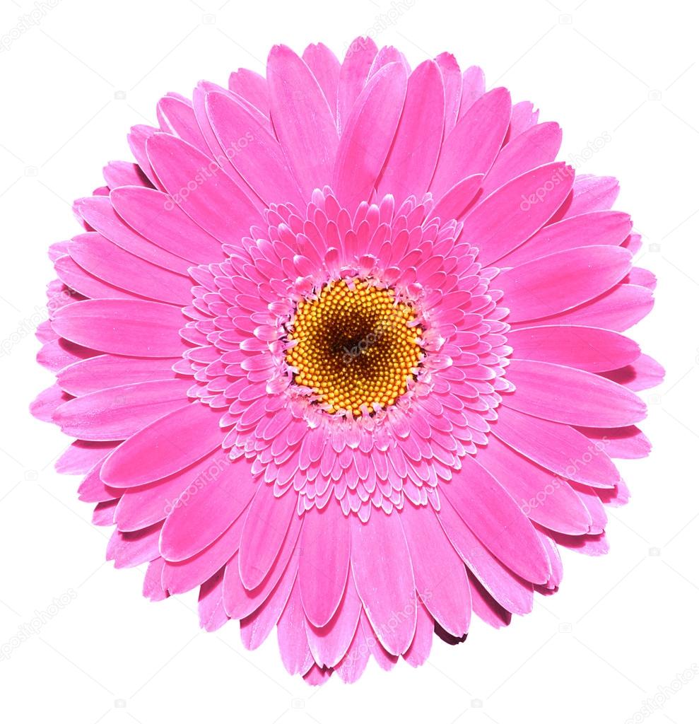 Pink gerbera flower macro photography isolated on white
