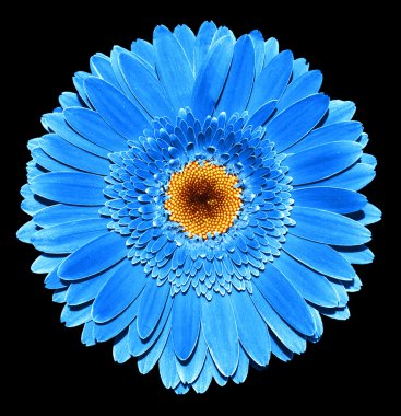 Siyah izole gerçeküstü koyu krom mavi gerbera çiçek makro