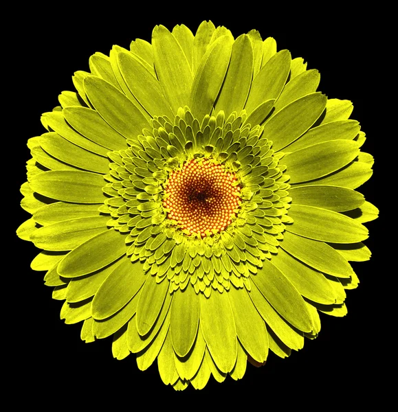 Siyah izole gerçeküstü koyu krom altın gerbera çiçek makro — Stok fotoğraf