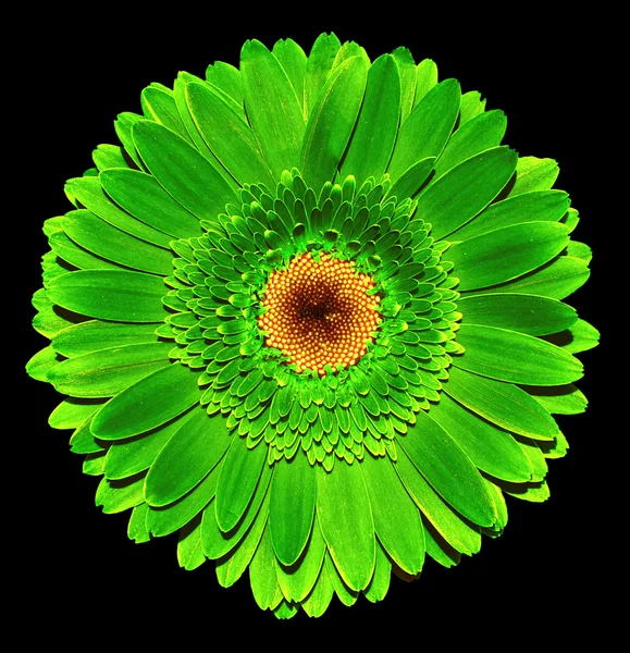 Surreal dunkle Chromsäure grün Gerbera Blume Makro isoliert auf schwarz — Stockfoto