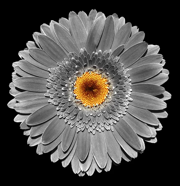 Surrealista oscuro cromo gris gerbera flor macro aislado en negro — Foto de Stock