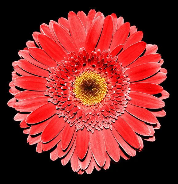 Siyah izole gerçeküstü koyu krom kırmızı gerbera çiçek makro — Stok fotoğraf