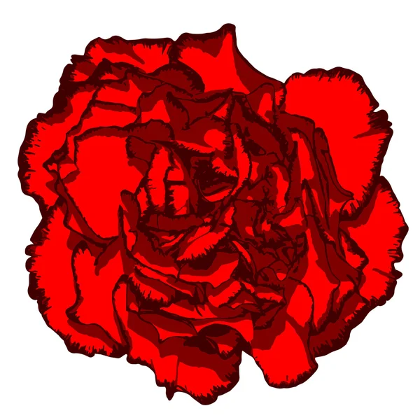 Flor de clavo con pétalos rojos y borde vinoso. Ilustración vectorial — Vector de stock