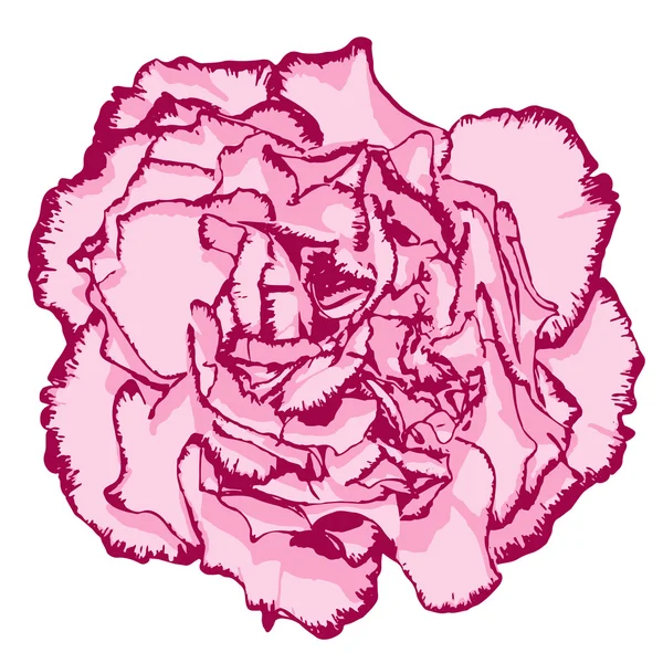 Flor de clavo con pétalos de rosa y ribete rosa. Ilustración vectorial — Archivo Imágenes Vectoriales