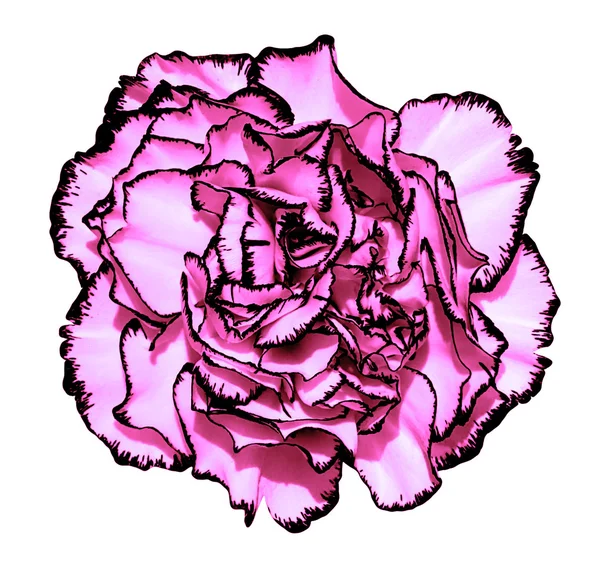 クローブ ピンクの花びらと白い絵画様式に分離された黒縁マクロ撮影花 — ストック写真