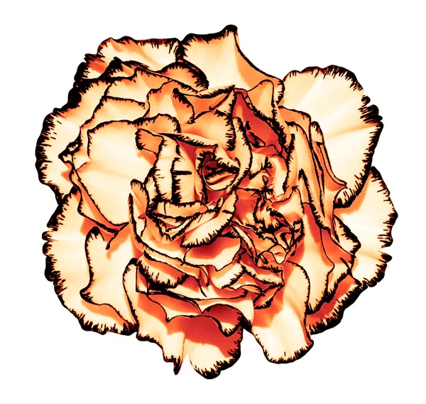 Goździk kwiat z przetargu płatki pomarańczowy i czarny krawędzi fotografii makro na białym tle biały obraz stylizowane — Zdjęcie stockowe