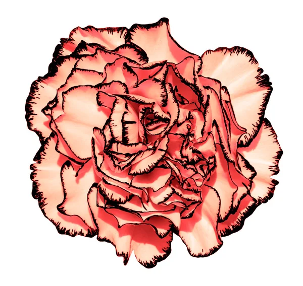 Goździk kwiat z czerwone płatki i czarnym obramowaniem fotografii makro na białym tle na białym malowaniem stylizowane — Zdjęcie stockowe