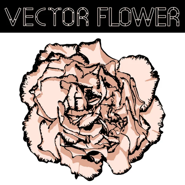 Vector clove flower with beige petals and black edging. Vector illustration — Stock Vector