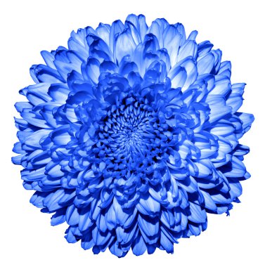 Gerçeküstü koyu mavi Kasımpatı (altın-papatya) çiçek makro üzerinde beyaz izole