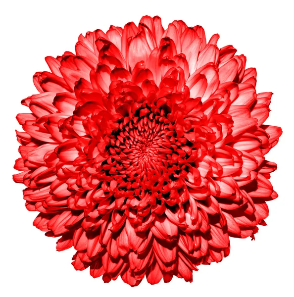 白で隔離シュールな暗い赤菊 (ゴールデン-デイジー) 花マクロ — ストック写真
